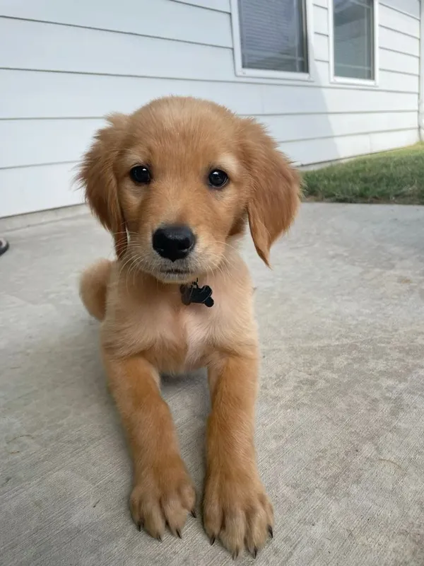 Leo, a Golden Retriever puppy