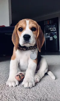 Buddy photo 1