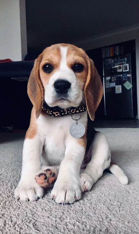 Buddy, a Beagle puppy — photo 1