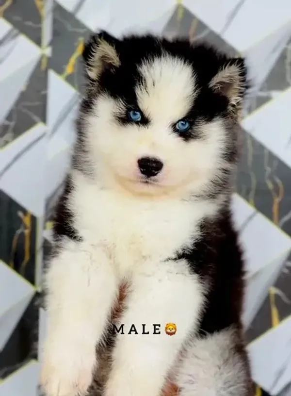 Loki, a Husky puppy