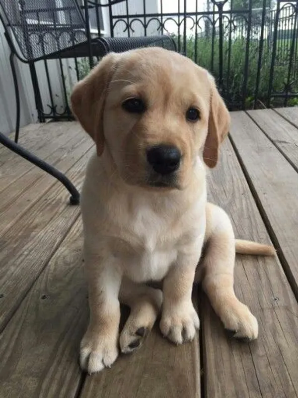 Bella, a Labrador Retriever puppy