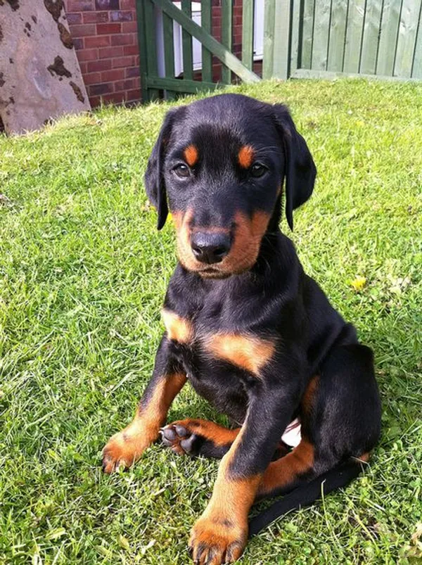 Rex, a Doberman puppy