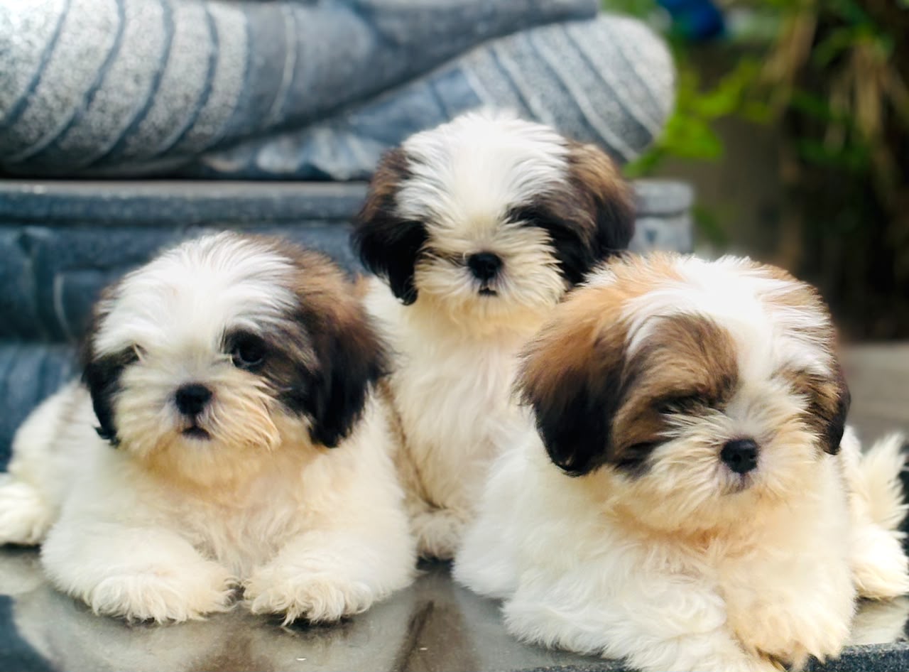 Healthy Shih Tzu puppy for sale in Pune