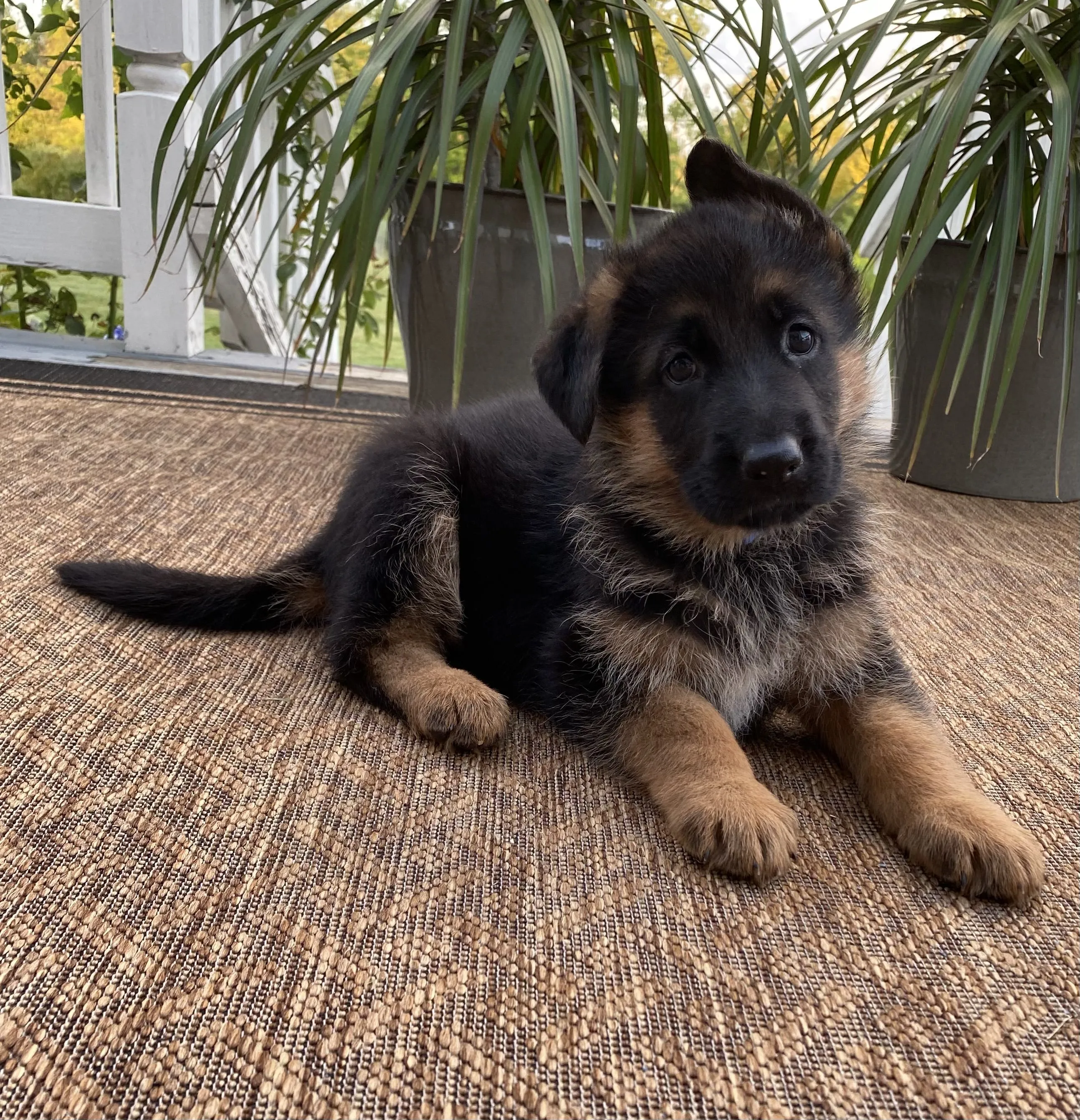 Max, a German Shepherd puppy — photo 1