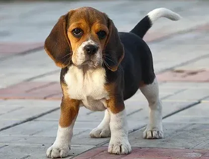 Buddy, a Beagle puppy — photo 2