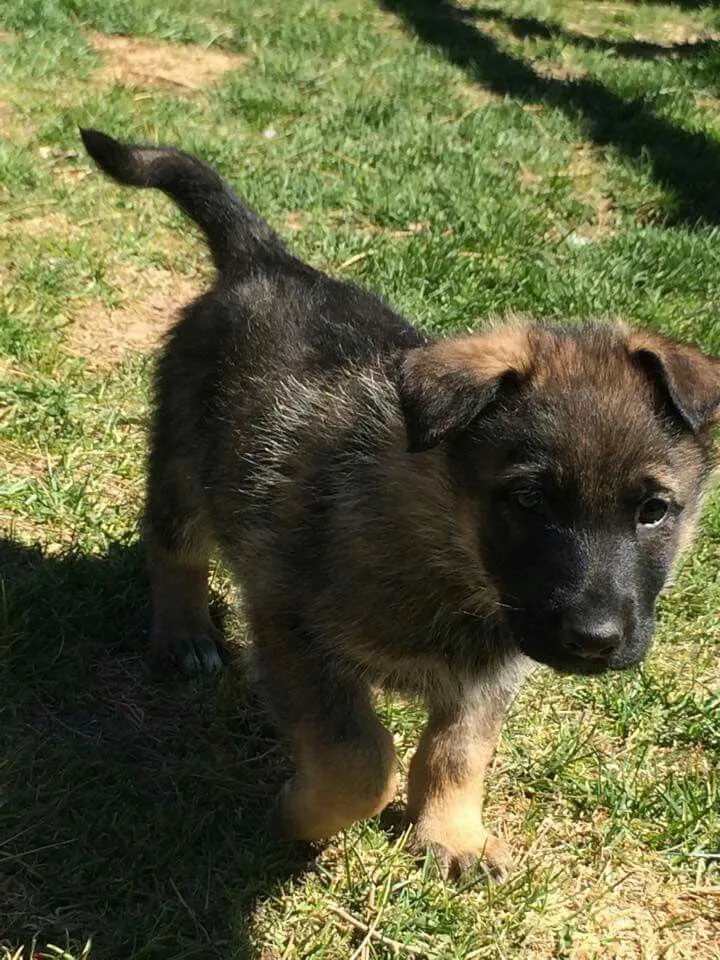 Max, a German Shepherd puppy — photo 2