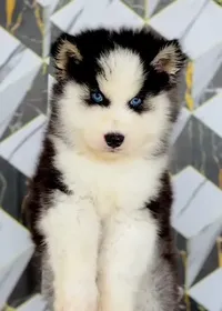 Loki photo 2