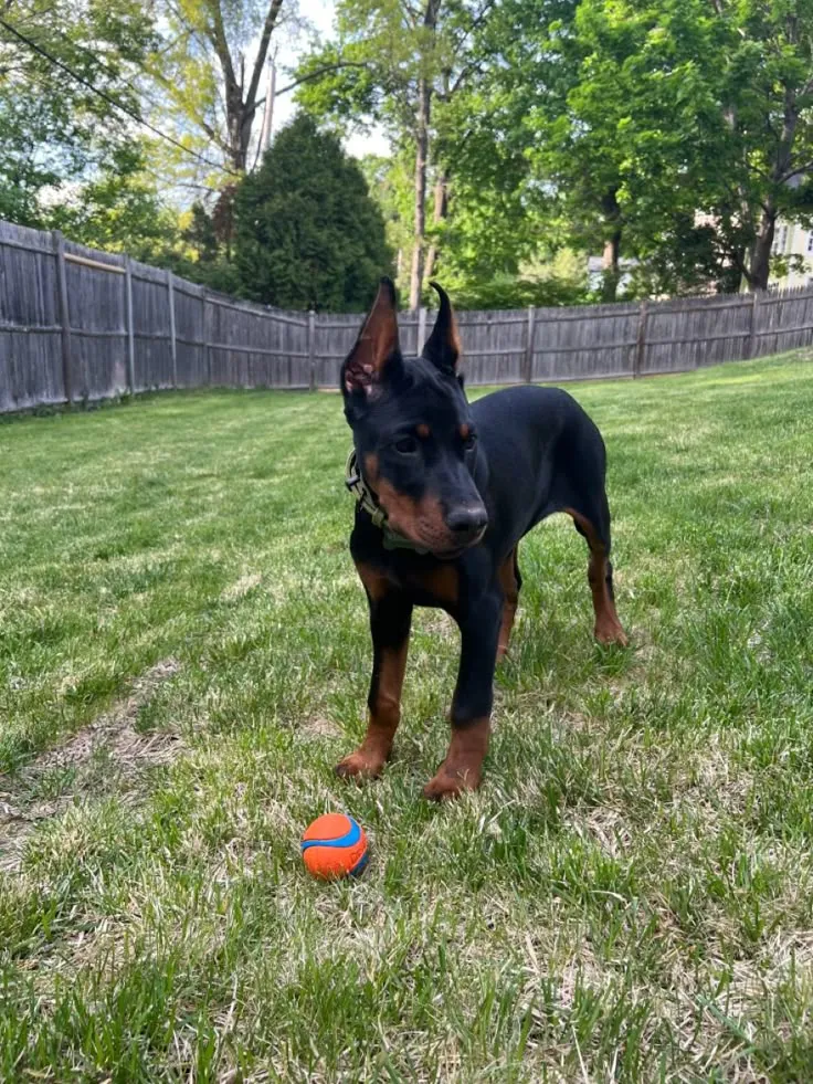 Rex, a Doberman puppy — photo 2