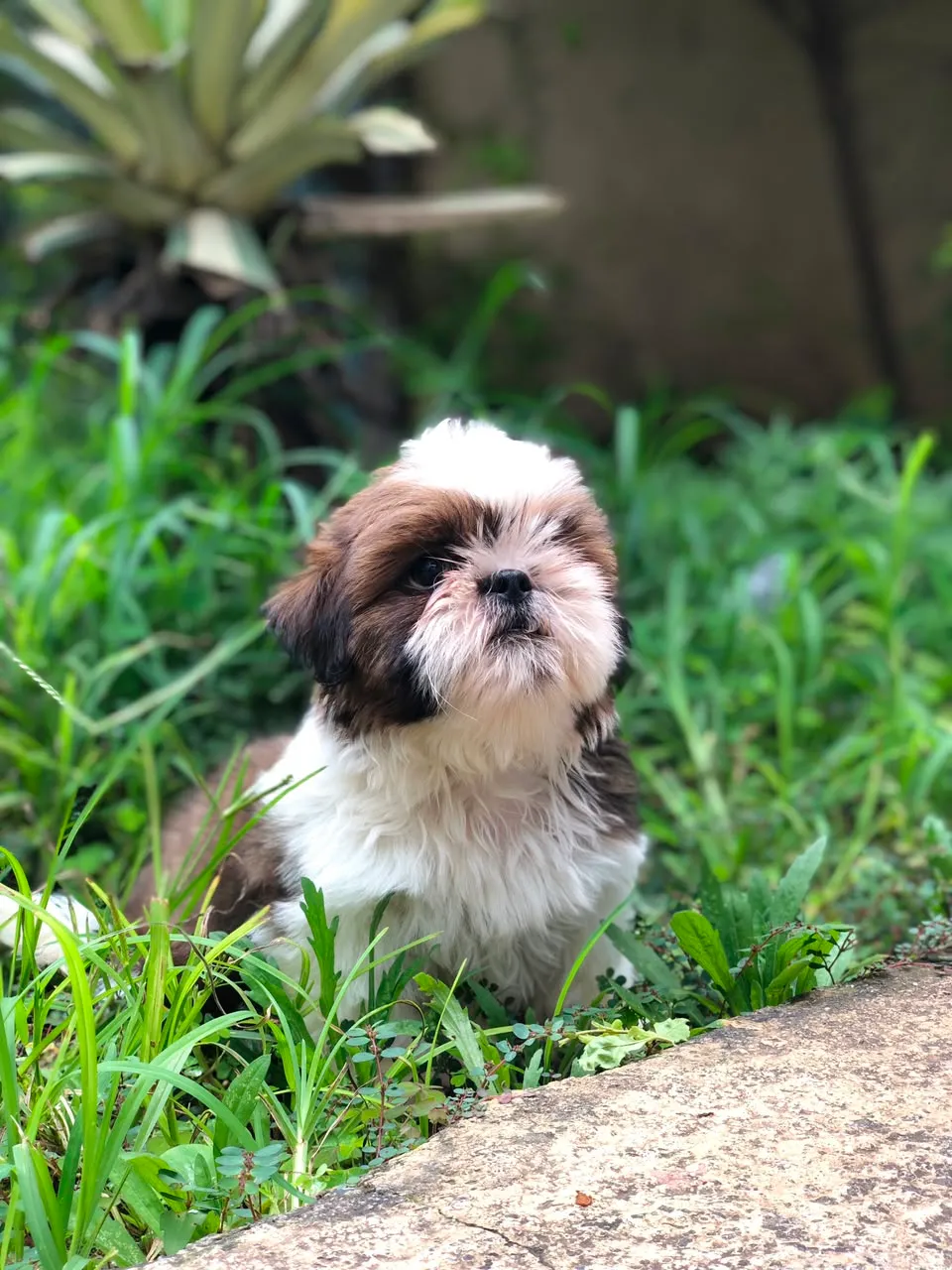 Coco, a Shih Tzu puppy — photo 2