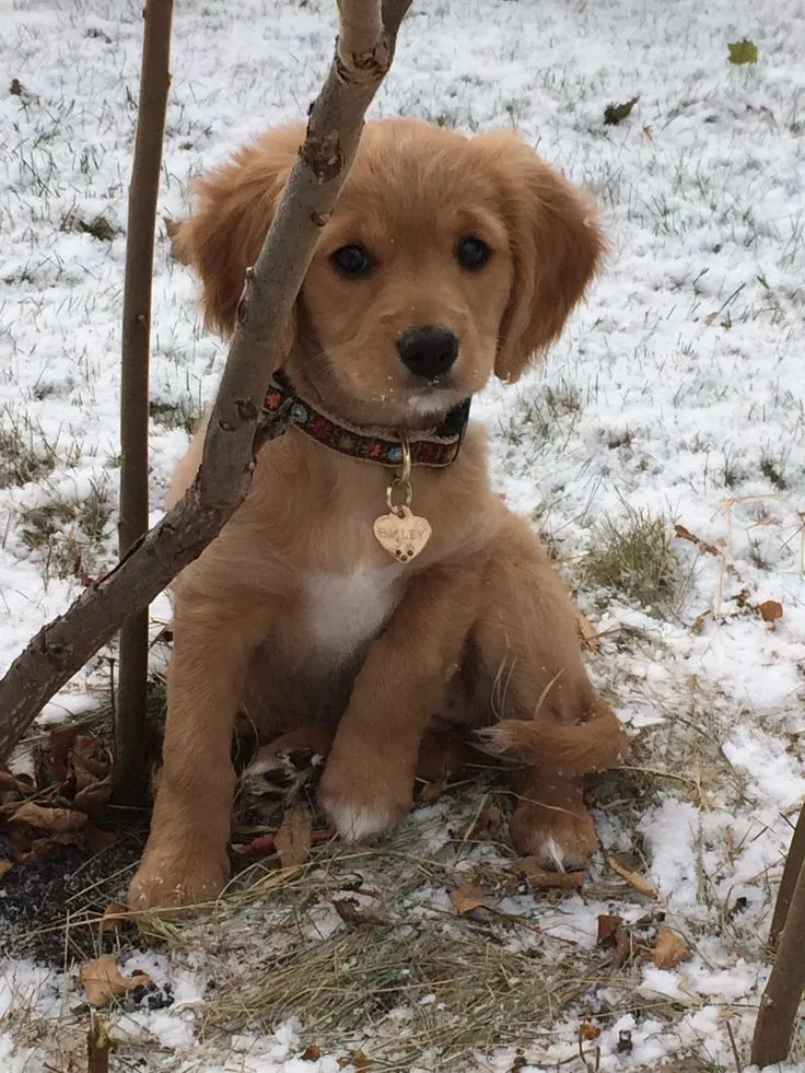 Leo, a Golden Retriever puppy — photo 2