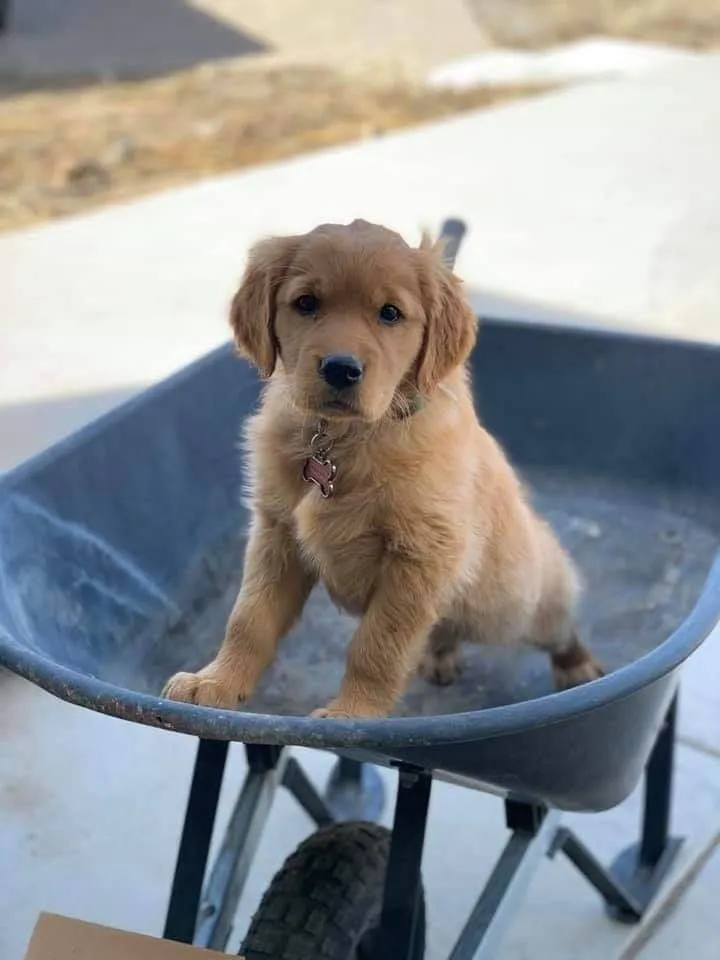 Leo, a Golden Retriever puppy — photo 3