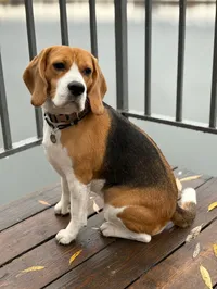 Buddy photo 3