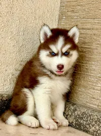 Loki photo 3