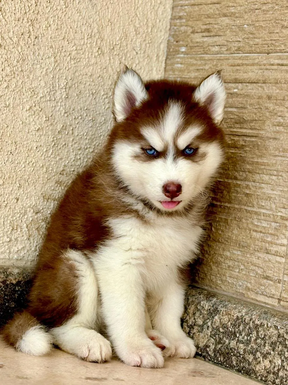 Loki, a Husky puppy — photo 3