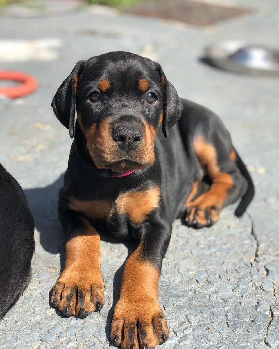 Rex, a Doberman puppy — photo 3