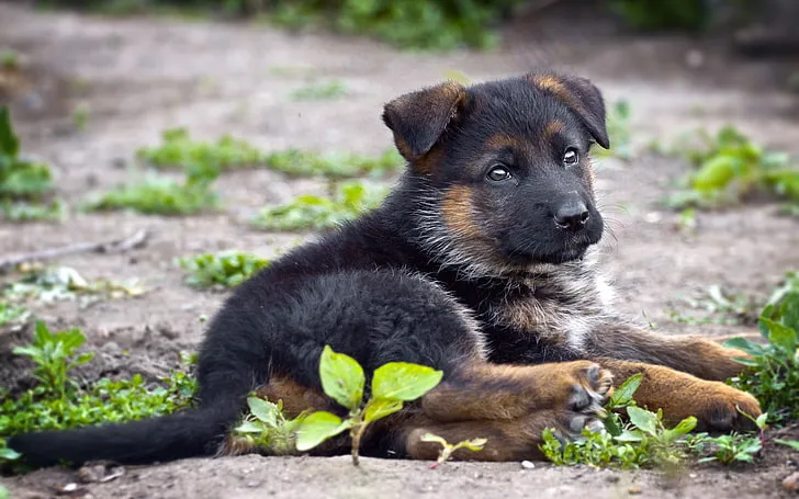 Max, a German Shepherd puppy — photo 3