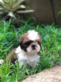 Coco photo 3