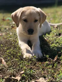 Bella photo 4