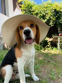 Buddy photo 4