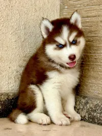 Loki photo 4