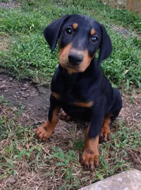 Rex photo 4