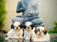 Coco photo 4