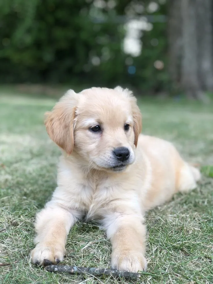 Leo, a Golden Retriever puppy — photo 4